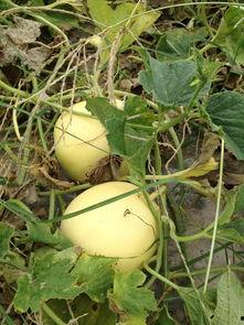 现现吃瓜,现现吃瓜,一窥明星幕后生活 第1张 现现吃瓜,现现吃瓜,一窥明星幕后生活 第1张